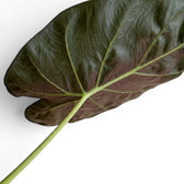Nahaufnahme eines großen, sehr dunkelgrünen Blatts von Alocasia wentii mit burgunderroter Unterseite vor weißem Hintergrund
