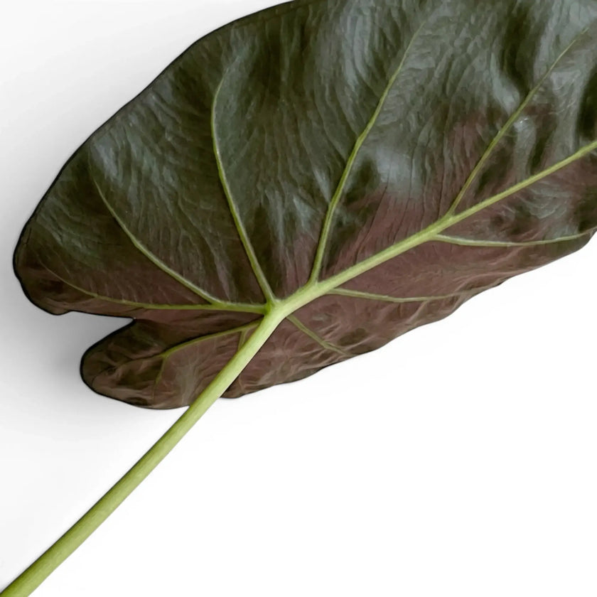 Nahaufnahme eines großen, sehr dunkelgrünen Blatts von Alocasia wentii mit burgunderroter Unterseite vor weißem Hintergrund