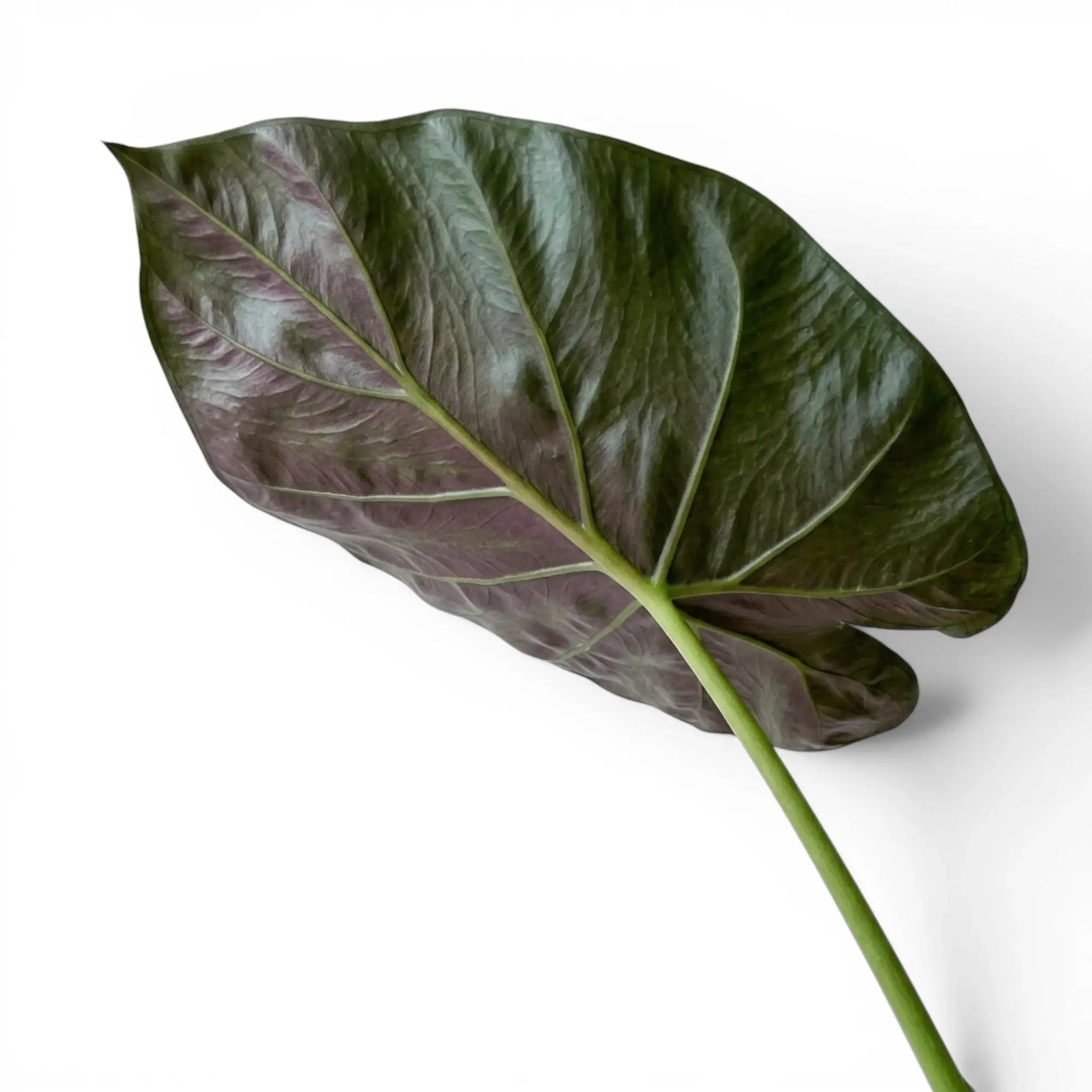 Nahaufnahme eines großen, sehr dunkelgrünen Blatts von Alocasia wentii mit burgunderroter Unterseite vor weißem Hintergrund