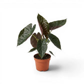 Alocasia wentii im Topf mit großen, sehr dunkelgrünen Blättern und burgunderroten Unterseiten vor weißem Hintergrund