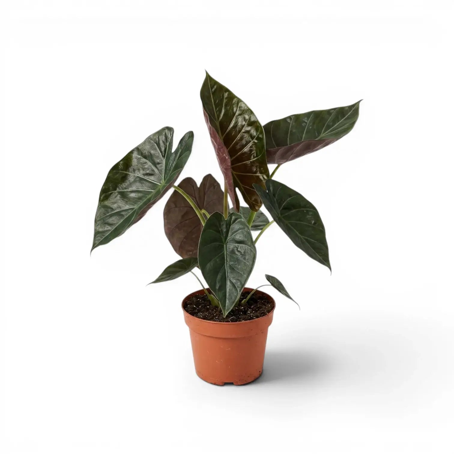 Alocasia wentii im Topf mit großen, sehr dunkelgrünen Blättern und burgunderroten Unterseiten vor weißem Hintergrund