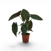Alocasia wentii im Topf mit großen, sehr dunkelgrünen Blättern und burgunderroten Unterseiten vor weißem Hintergrund
