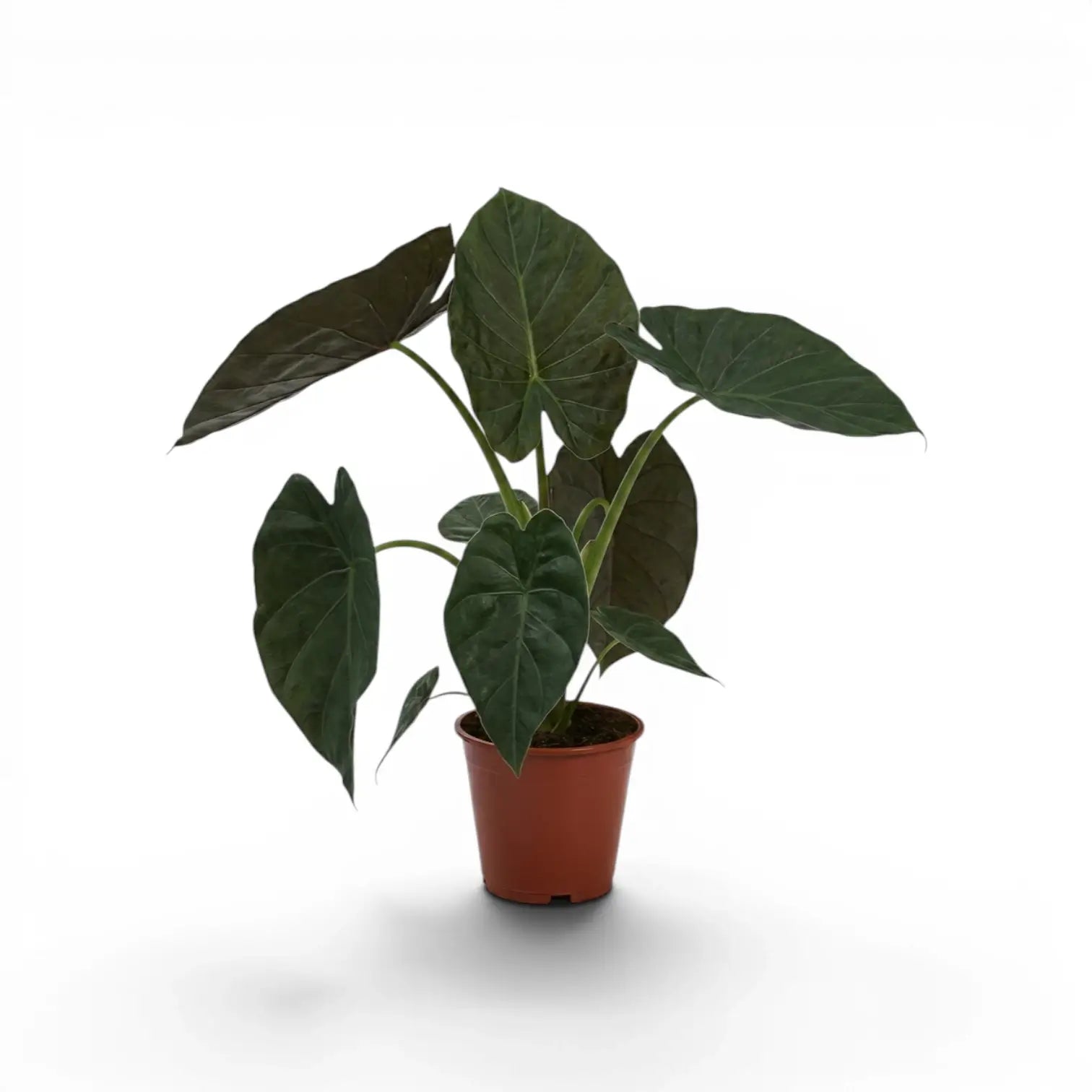 Alocasia wentii im Topf mit großen, sehr dunkelgrünen Blättern und burgunderroten Unterseiten vor weißem Hintergrund