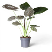 Alocasia wentii im Topf mit großen, sehr dunkelgrünen Blättern und burgunderroten Unterseiten vor weißem Hintergrund