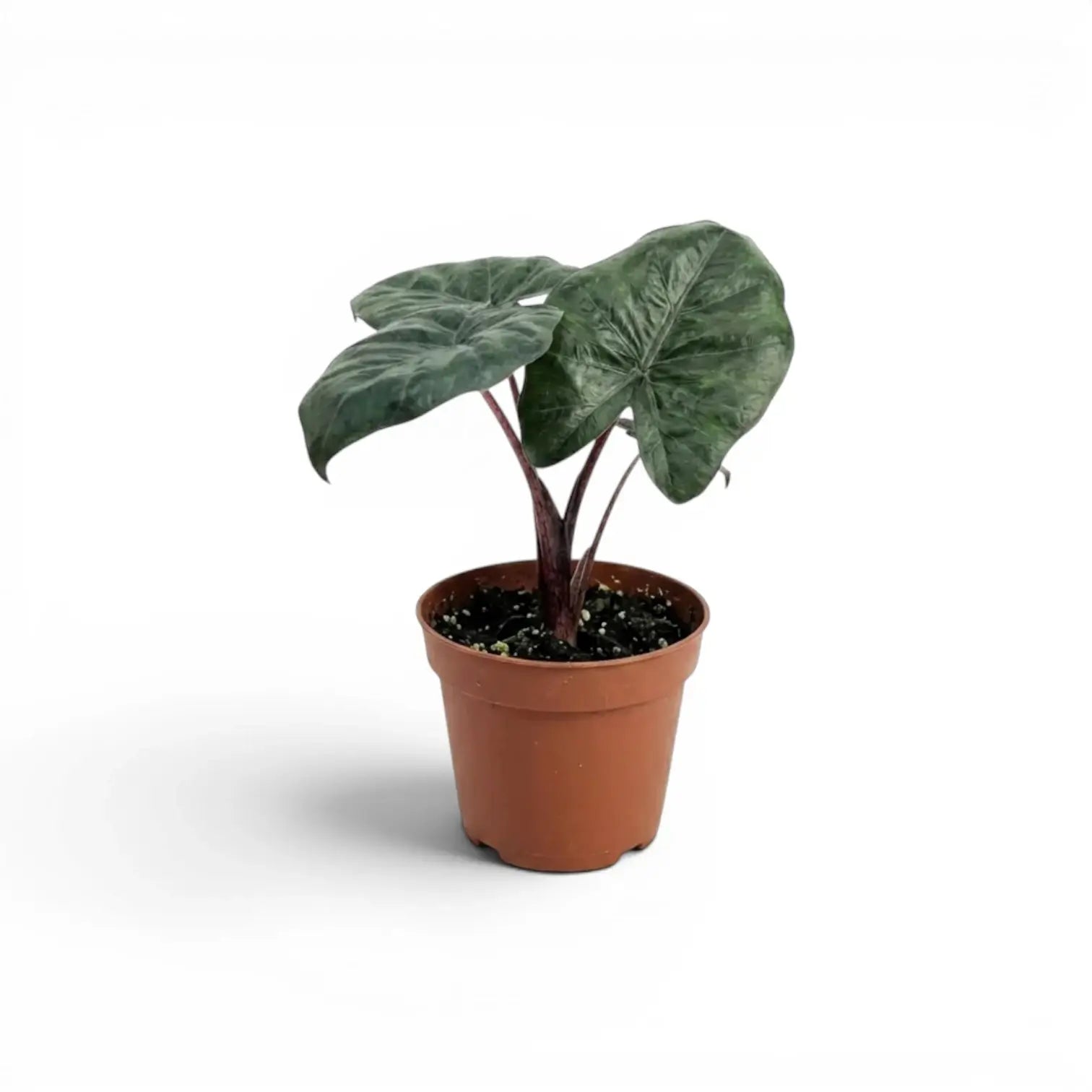 Kleine Jungpflanze von Alocasia Yucatan Princess im Anzuchttopf vor weißem Hintergrund