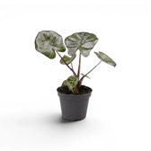 Kleine Jungpflanze von Alocasia Yucatan Princess im Anzuchttopf vor weißem Hintergrund