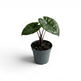 Kleine Jungpflanze von Alocasia Yucatan Princess im Anzuchttopf vor weißem Hintergrund