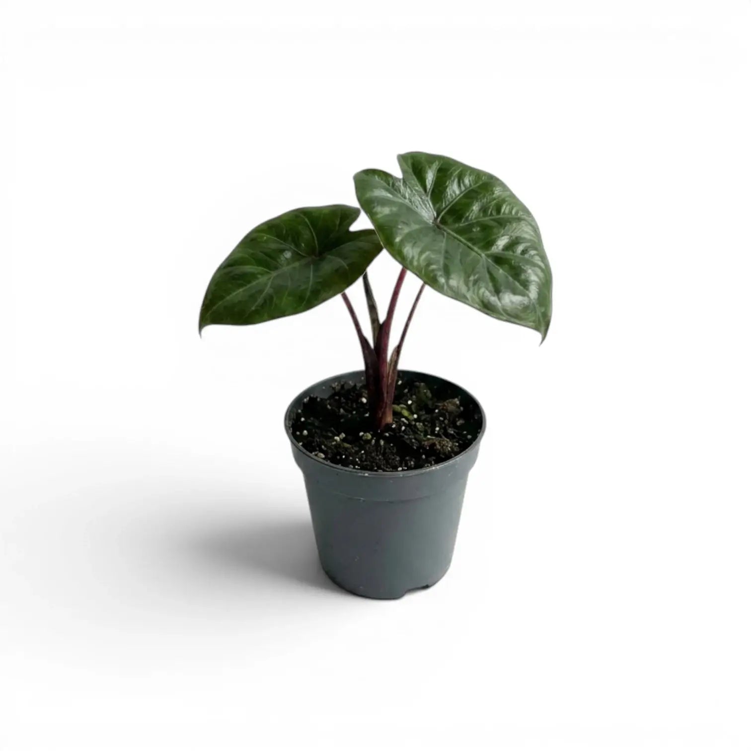 Kleine Jungpflanze von Alocasia Yucatan Princess im Anzuchttopf vor weißem Hintergrund