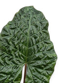 Nahaufnahme eines großen, sehr dunklen, glänzenden Blatts von Alocasia Yucatan Princess vor weißem Hintergrund