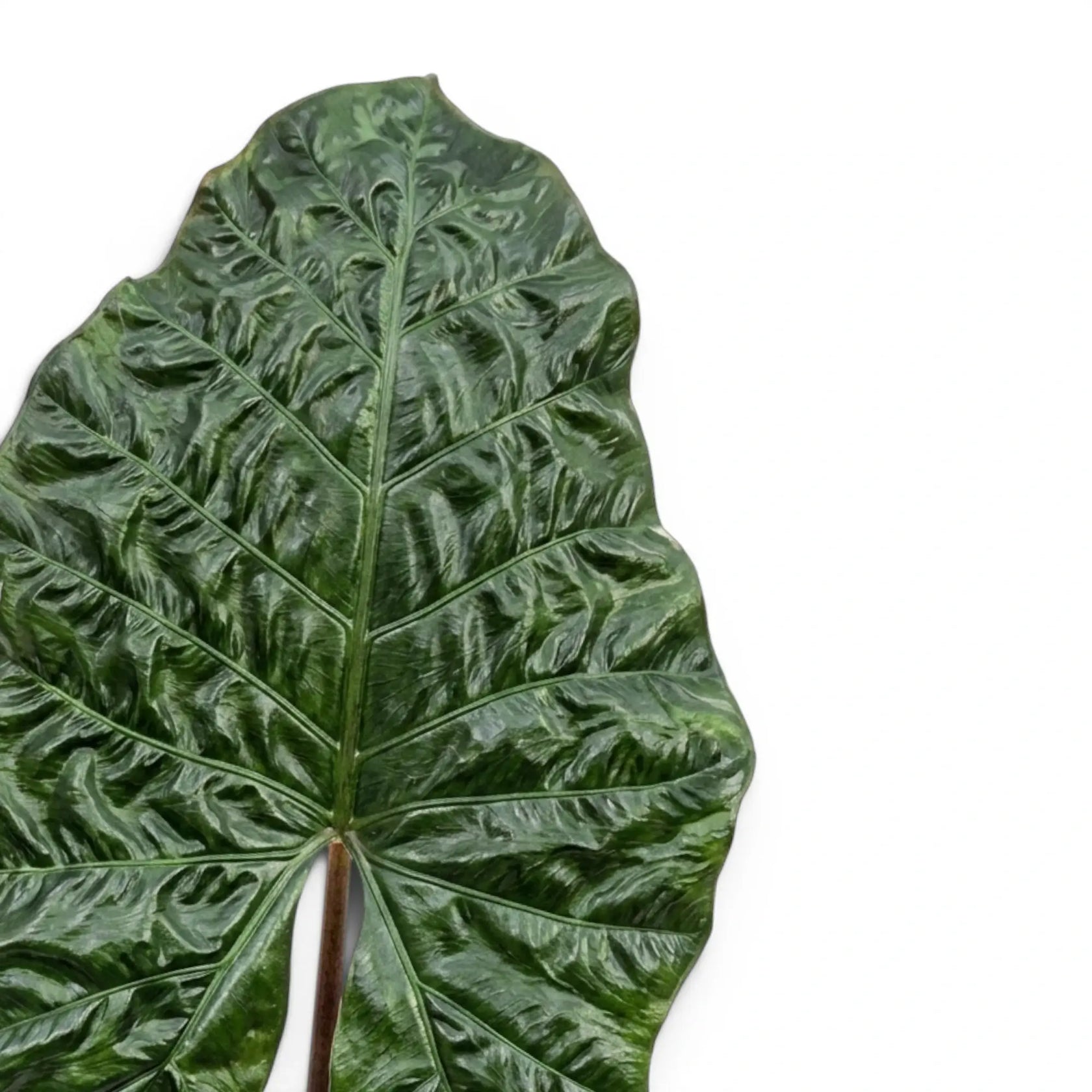 Nahaufnahme eines großen, sehr dunklen, glänzenden Blatts von Alocasia Yucatan Princess vor weißem Hintergrund