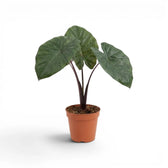 Mittelgroße Alocasia Yucatan Princess im Anzuchttopf vor weißem Hintergrund