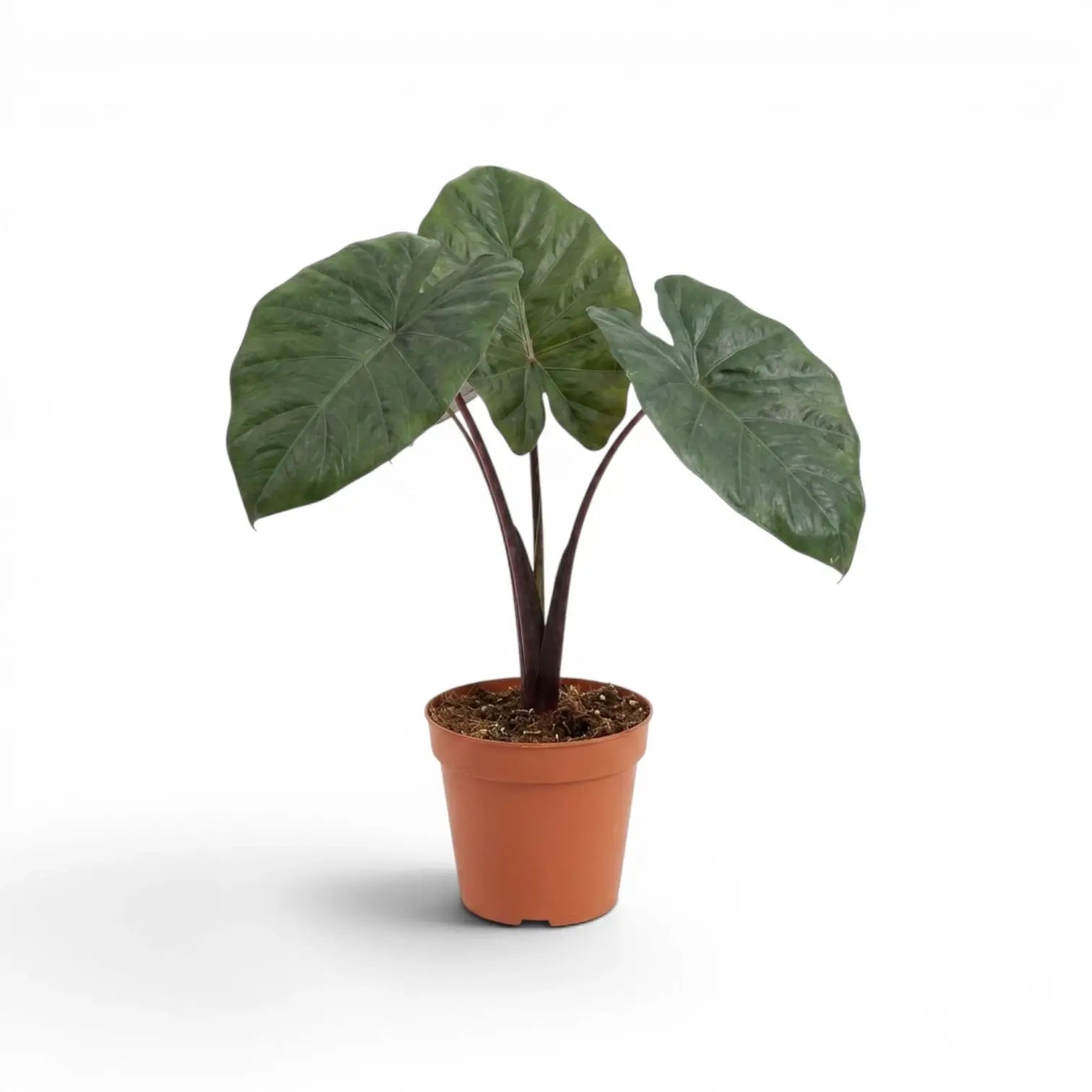 Mittelgroße Alocasia Yucatan Princess im Anzuchttopf vor weißem Hintergrund