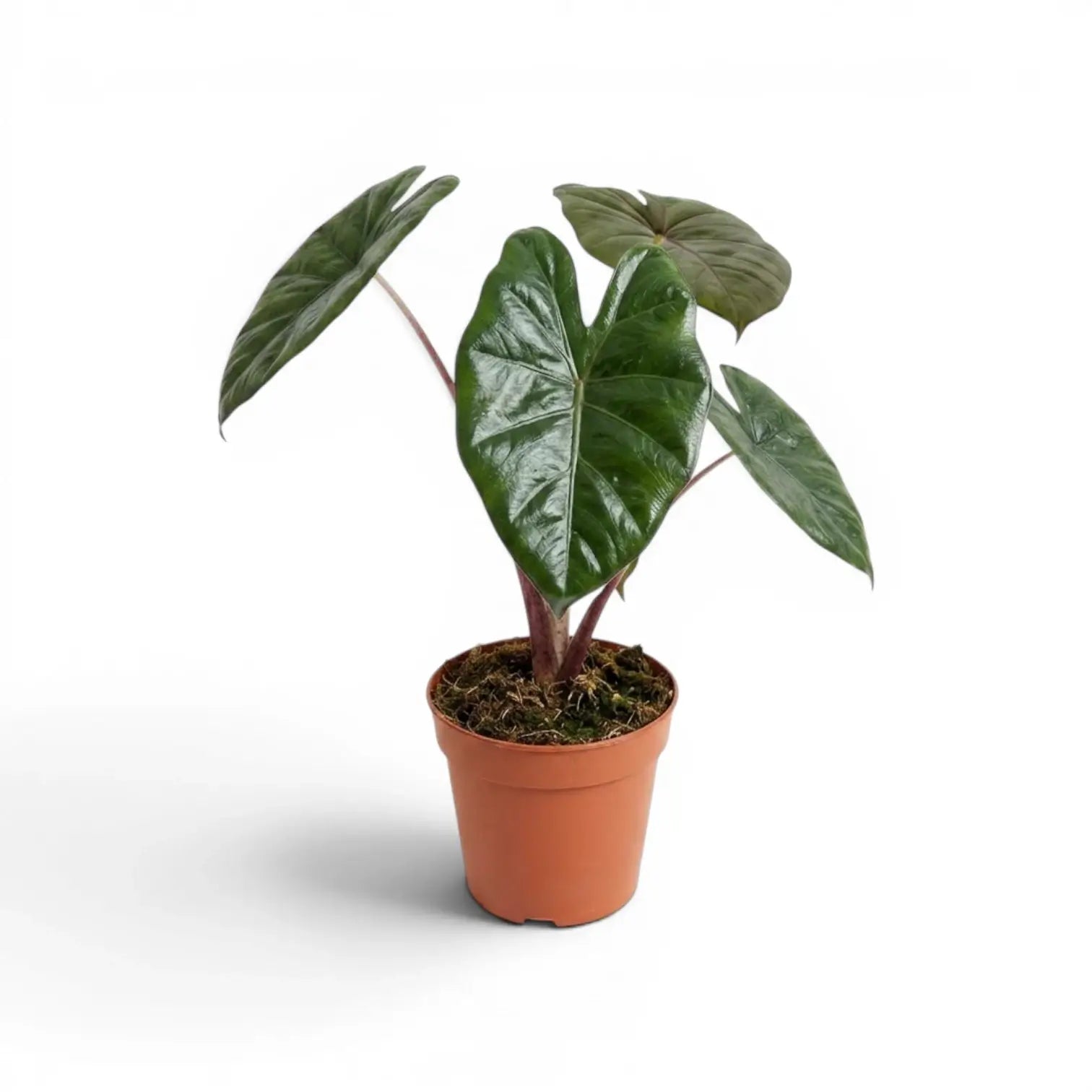 Mittelgroße Alocasia Yucatan Princess im Anzuchttopf vor weißem Hintergrund