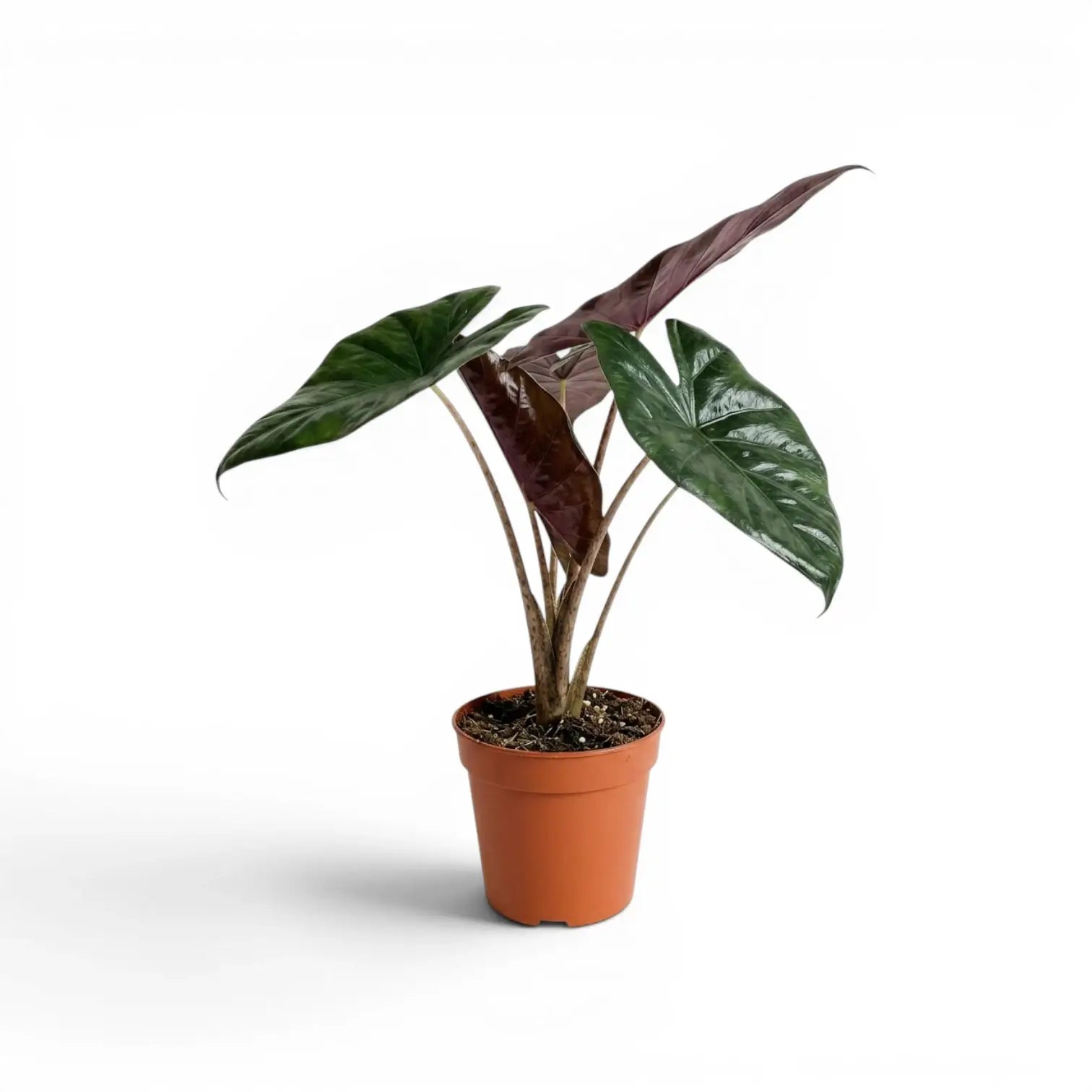 Mittelgroße Alocasia Yucatan Princess im Anzuchttopf vor weißem Hintergrund