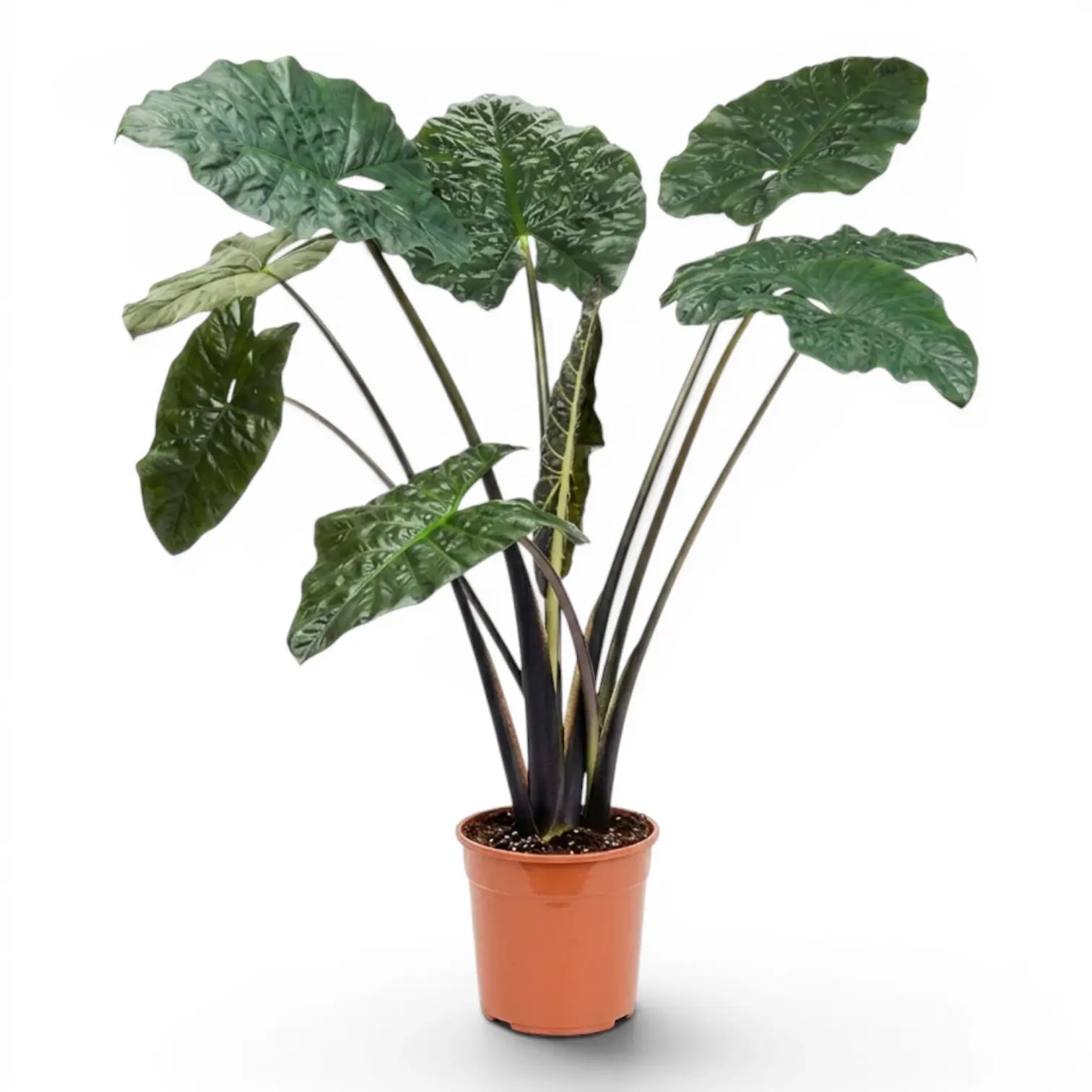 Große Alocasia Yucatan Princess mit sehr dunklen, glänzenden Blättern im Anzuchttopf vor weißem Hintergrund