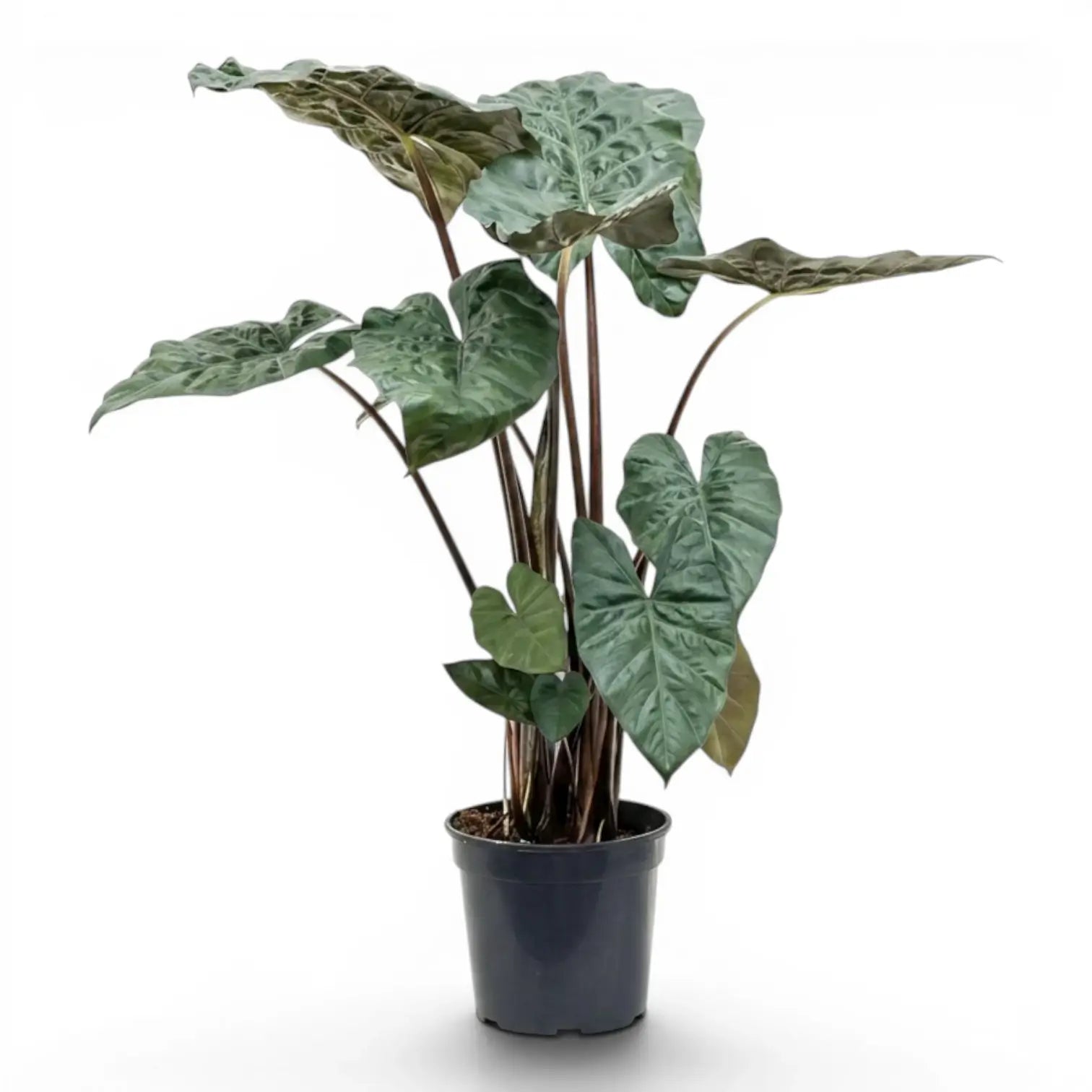 Große Alocasia Yucatan Princess mit sehr dunklen, glänzenden Blättern im Anzuchttopf vor weißem Hintergrund