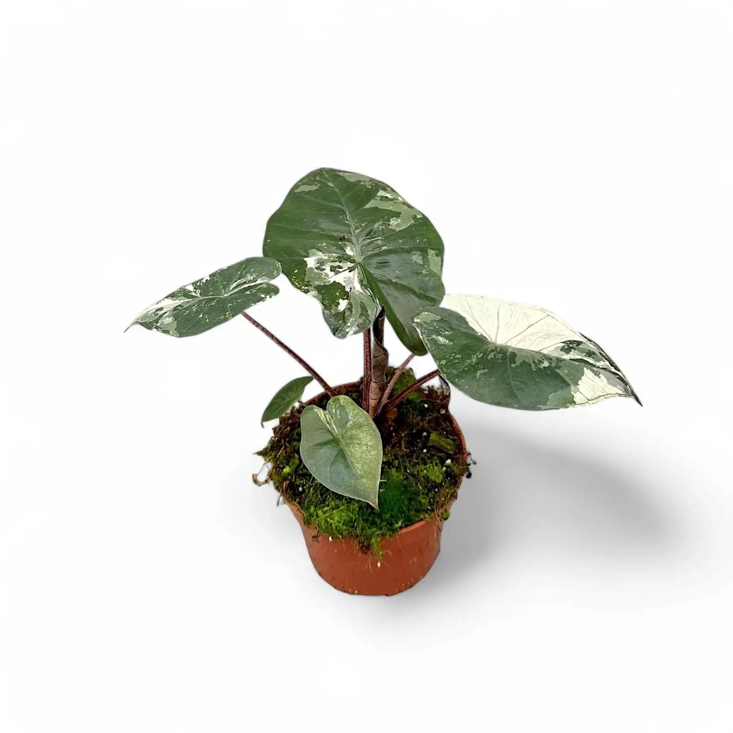 Alocasia 'Yucatan princess' variegata Zimmerpflanze im Anzuchttopf vor weißem Hintergrund, Produktfoto 3.