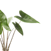 Alocasia zebrina leaf close-up on white background.