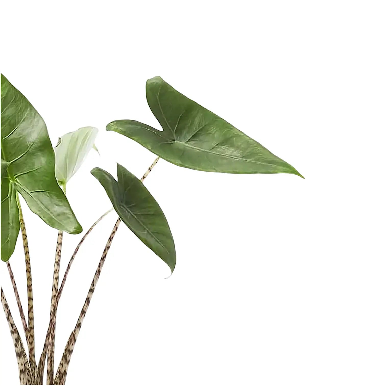 Alocasia zebrina leaf close-up on white background.