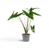 Potted Alocasia zebrina large-sized plant with green leaves and striped petioles on a white background