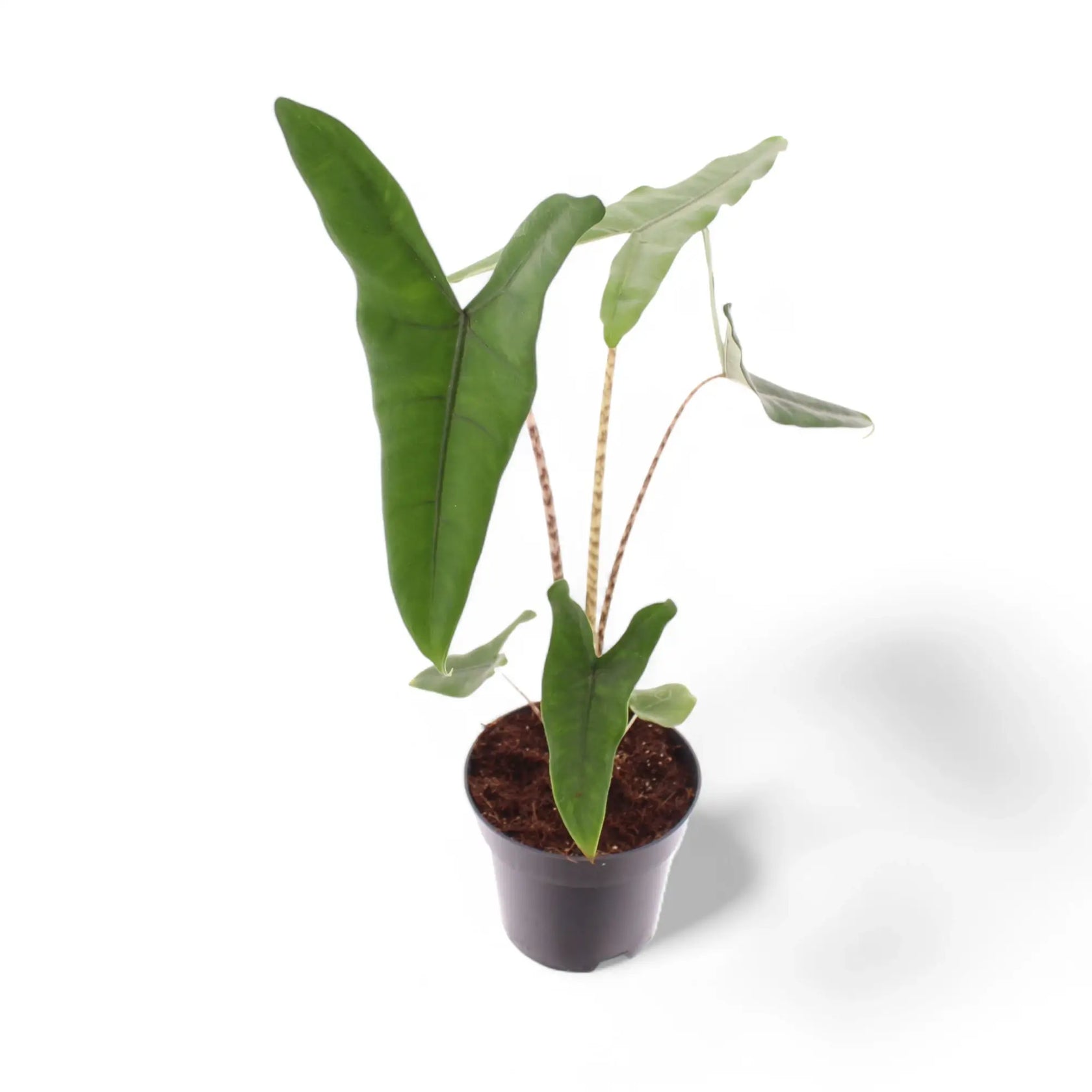 Alocasia zebrina potted plant in nursery pot on white background.