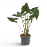 Potted Alocasia zebrina large-sized plant with green leaves and striped petioles on a white background