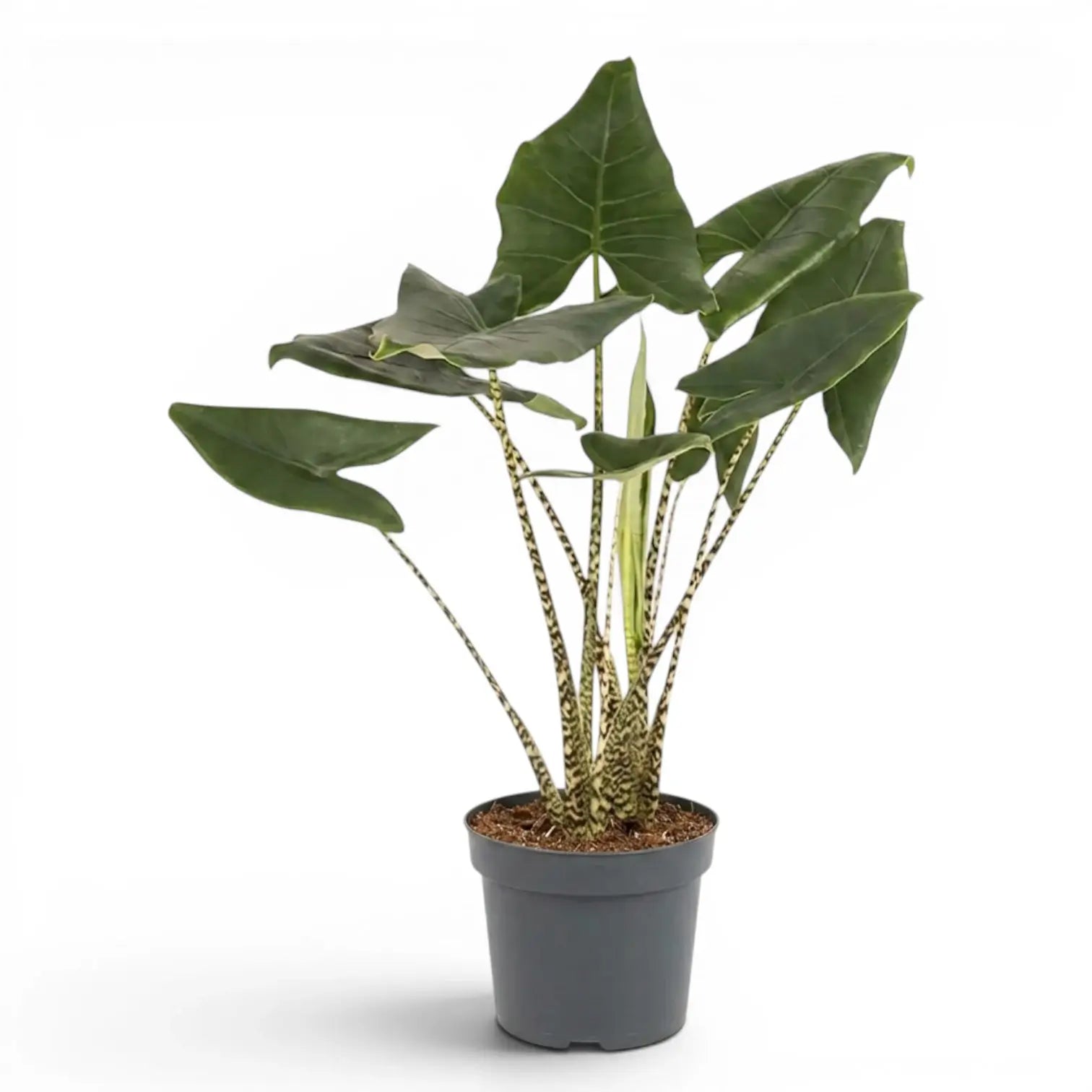Potted Alocasia zebrina large-sized plant with green leaves and striped petioles on a white background