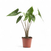 Alocasia zebrina potted plant in nursery pot on white background.