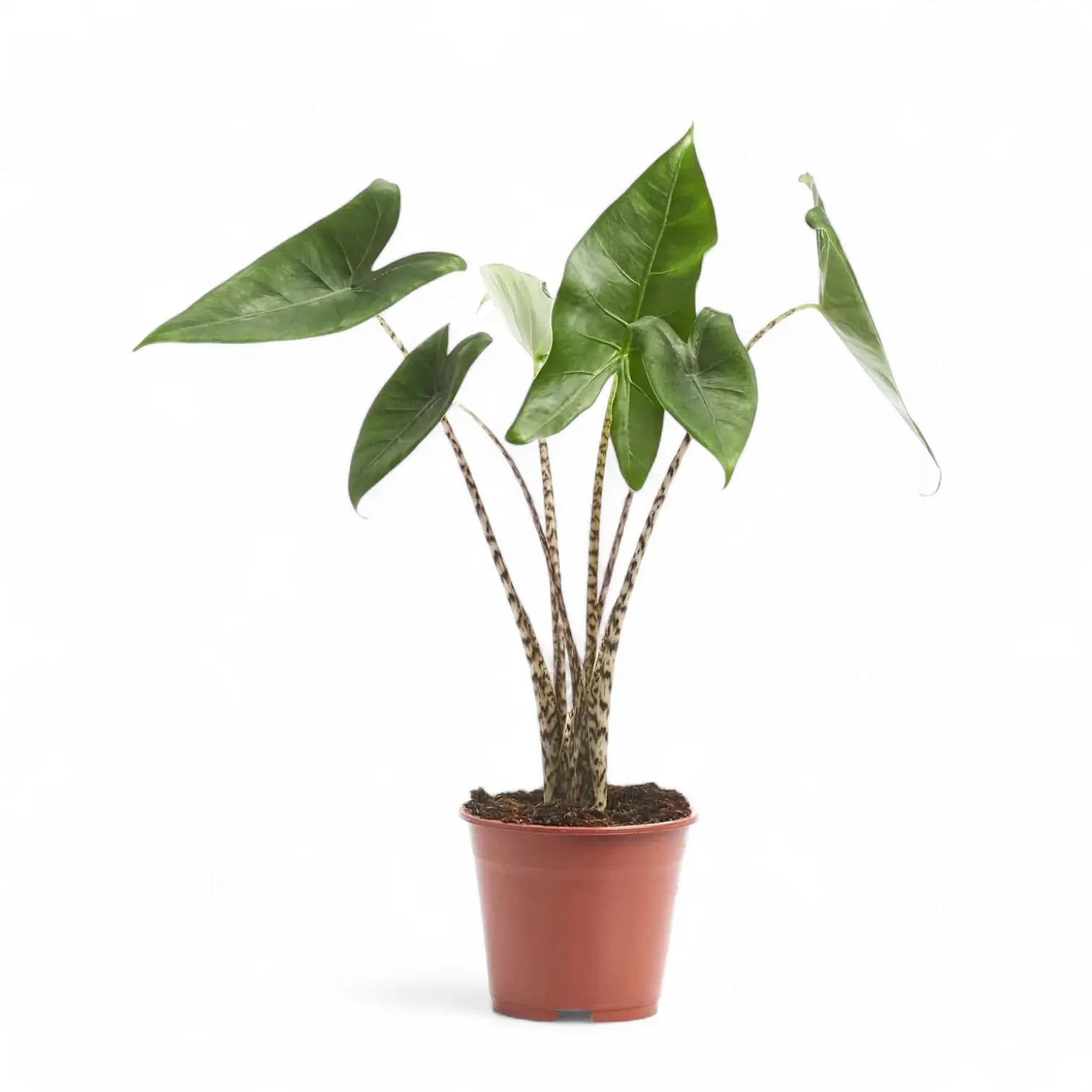 Alocasia zebrina potted plant in nursery pot on white background.