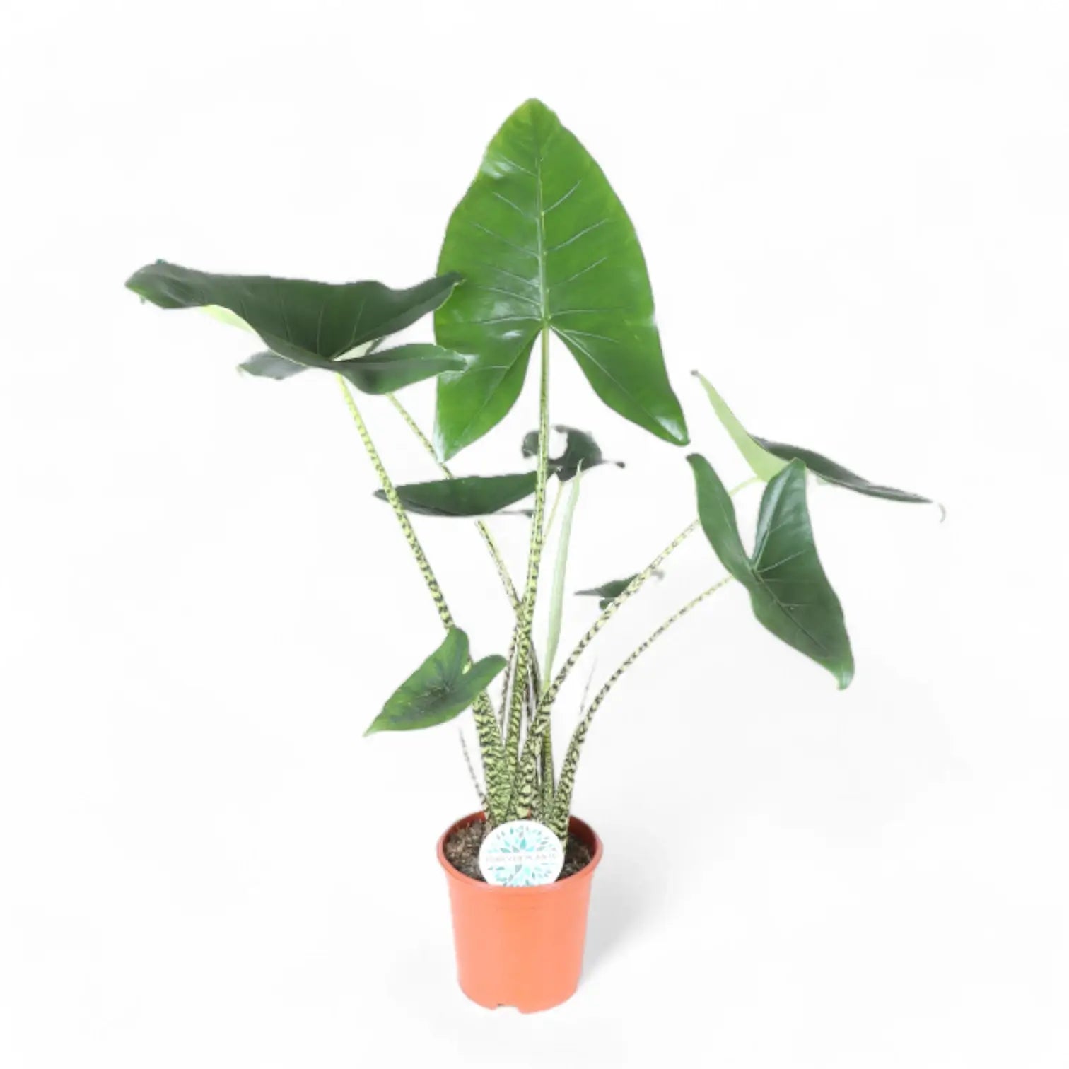 Alocasia zebrina potted plant in nursery pot on white background.