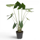 Potted Alocasia zebrina large-sized plant with green leaves and striped petioles on a white background