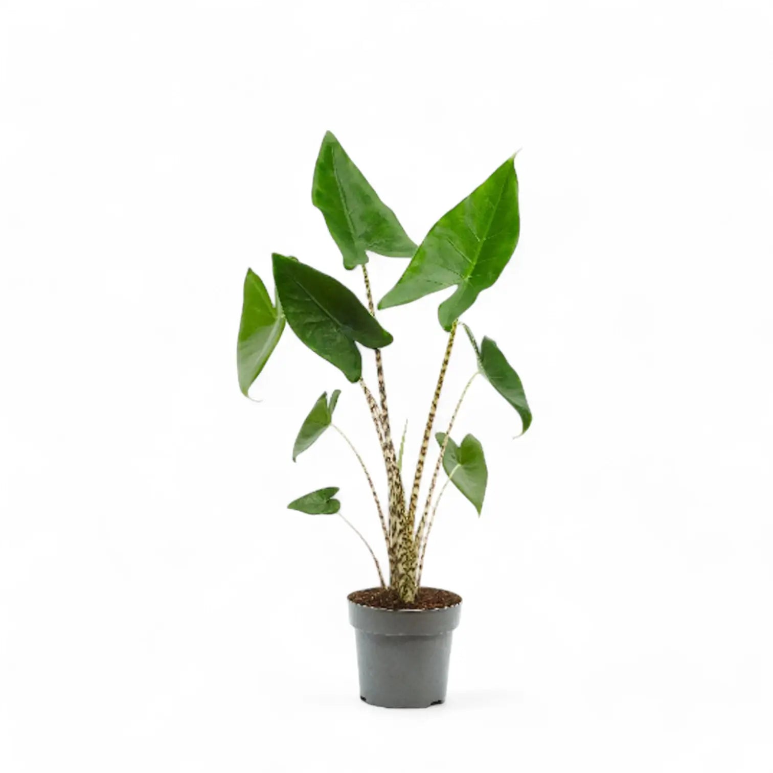 Alocasia zebrina potted plant in nursery pot on white background.
