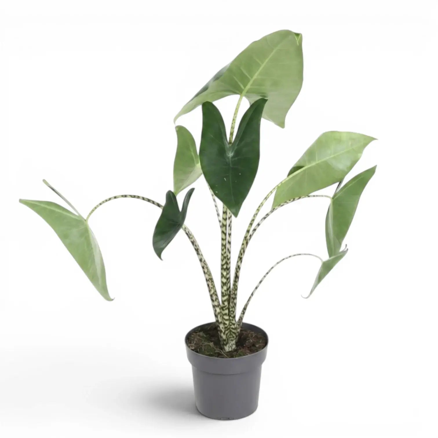 Potted Alocasia zebrina medium-sized plant with green leaves and striped petioles on a white background