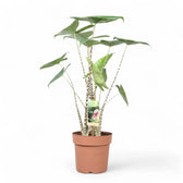 Alocasia zebrina potted plant in nursery pot on white background.