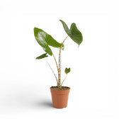Alocasia zebrina potted plant in nursery pot on white background.