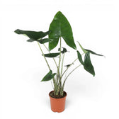 Potted Alocasia zebrina large-sized plant with green leaves and striped petioles on a white background