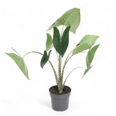 Alocasia zebrina potted plant in nursery pot on white background.