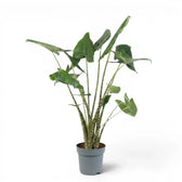 Potted Alocasia zebrina large-sized plant with green leaves and striped petioles on a white background