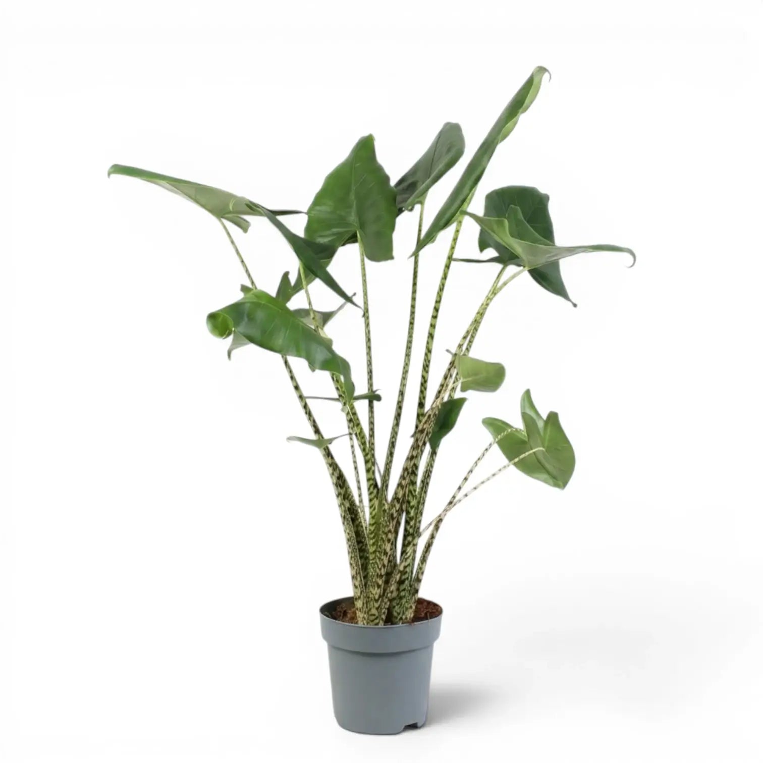 Potted Alocasia zebrina large-sized plant with green leaves and striped petioles on a white background