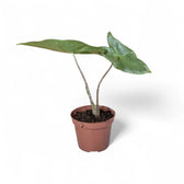 Alocasia zebrina potted plant in nursery pot on white background.