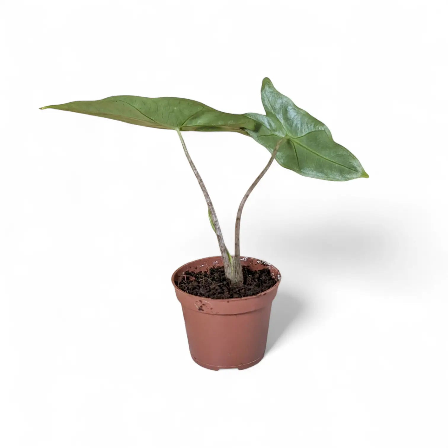 Alocasia zebrina potted plant in nursery pot on white background.