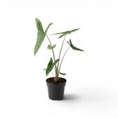 Potted Alocasia zebrina medium-sized plant with green leaves and striped petioles on a white background