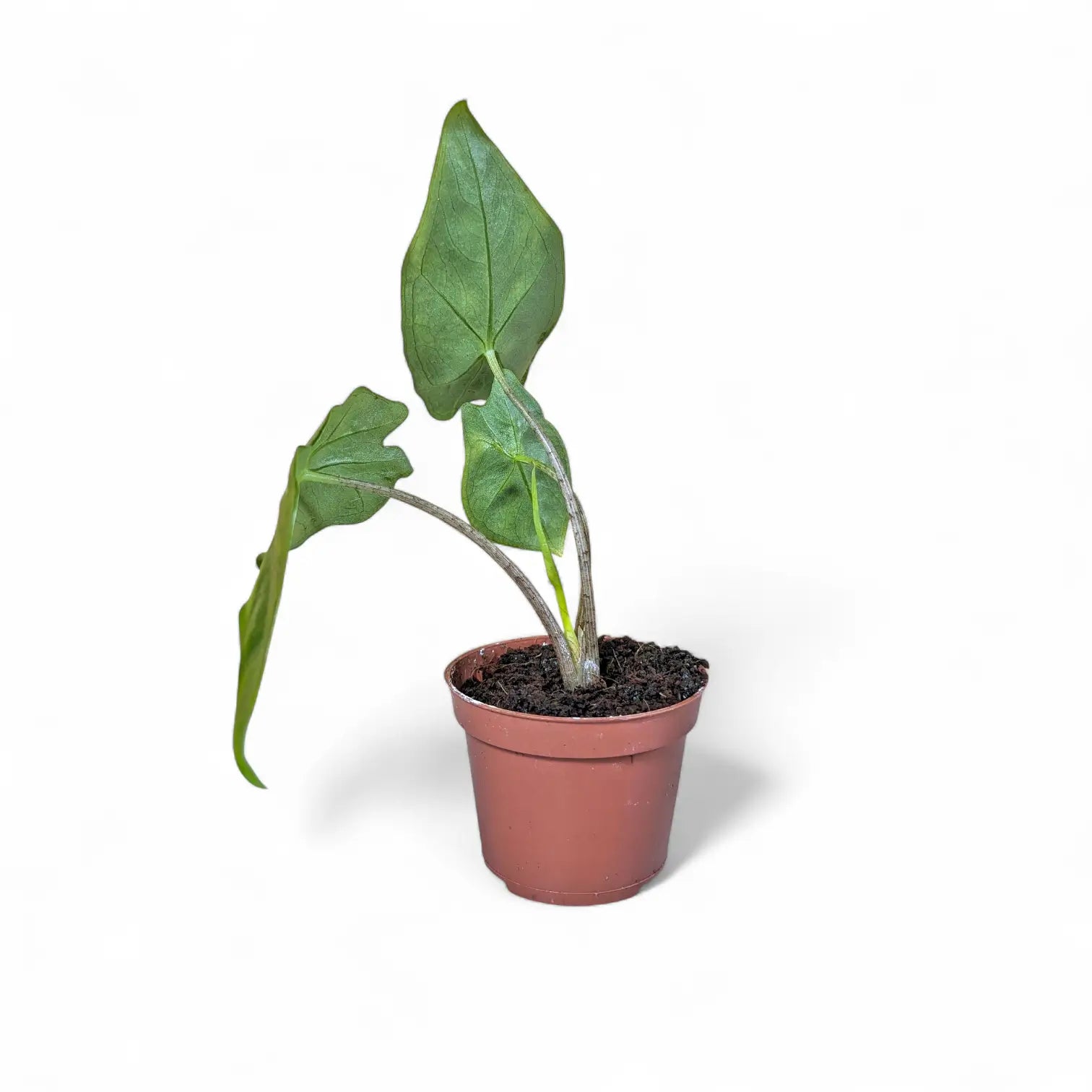 Alocasia zebrina potted plant in nursery pot on white background.