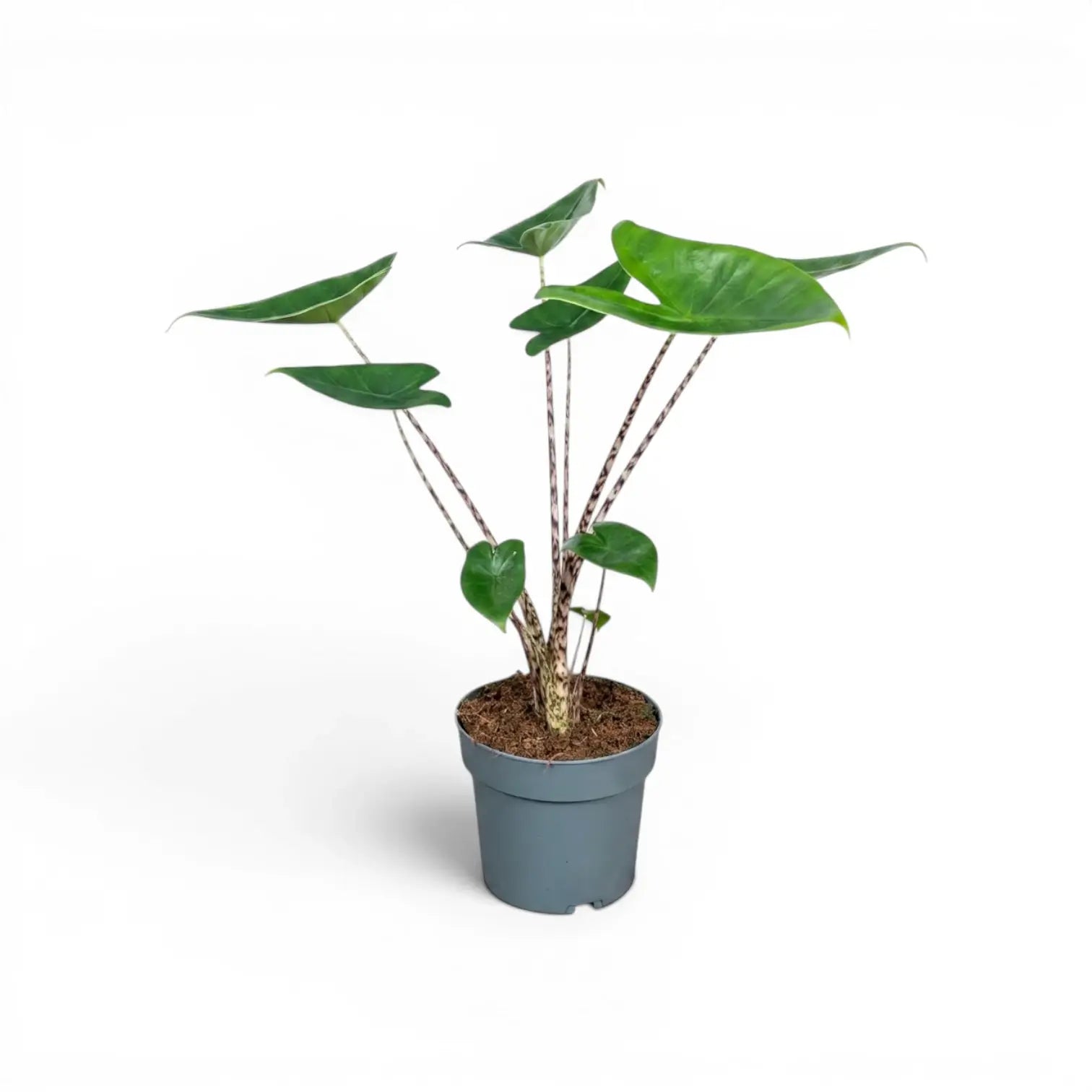 Potted Alocasia zebrina medium-sized plant with green leaves and striped petioles on a white background