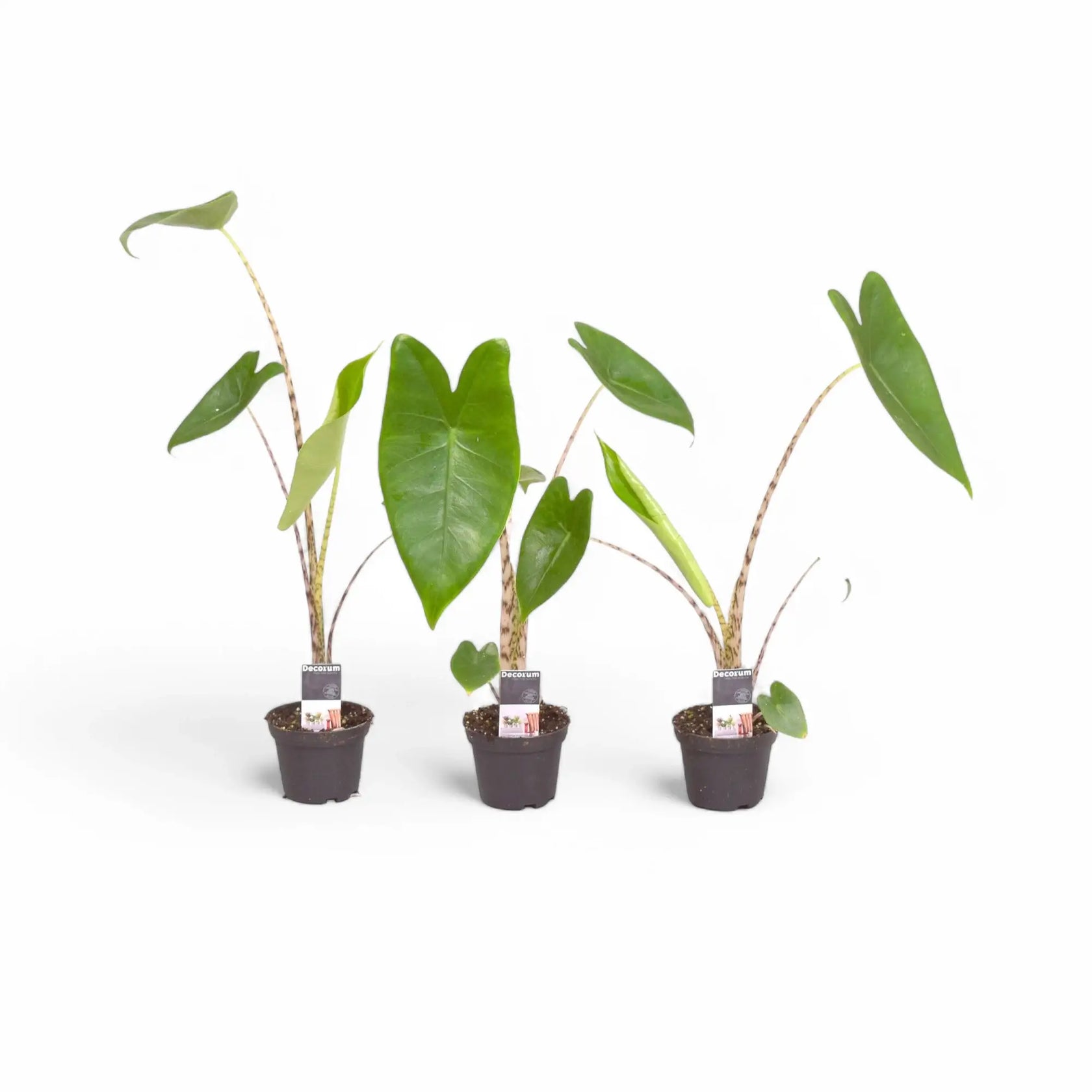 Alocasia zebrina potted plant in nursery pot on white background.