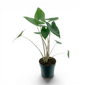 Potted Alocasia zebrina medium-sized plant with green leaves and striped petioles on a white background