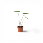 Small potted Alocasia zebrina baby plant with green leaves and striped petioles on a white background