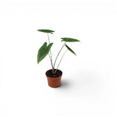 Small potted Alocasia zebrina baby plant with green leaves and striped petioles on a white background