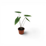 Small potted Alocasia zebrina baby plant with green leaves and striped petioles on a white background
