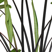 Alocasia zebrina 'Black stem' close-up of leaf on white background.